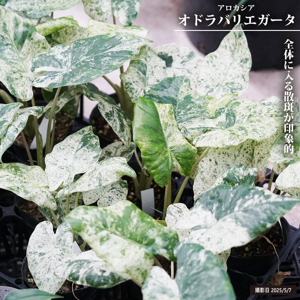 アロカシア オドラバリエガータ ポット苗 : 苗木部 花ひろばオンライン