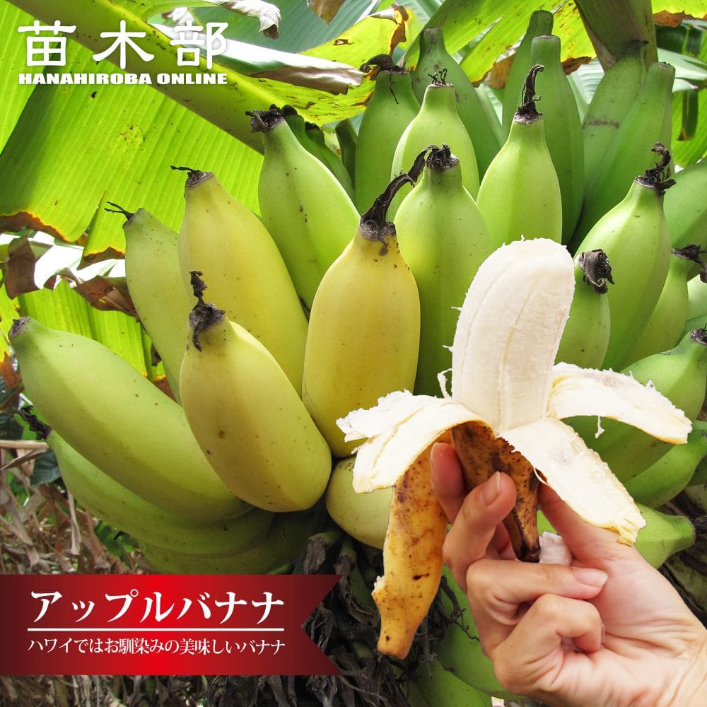 バナナの木＆その他 バナナの木 アップルバナナ カット特大苗 石垣島から直送 代引不可・着