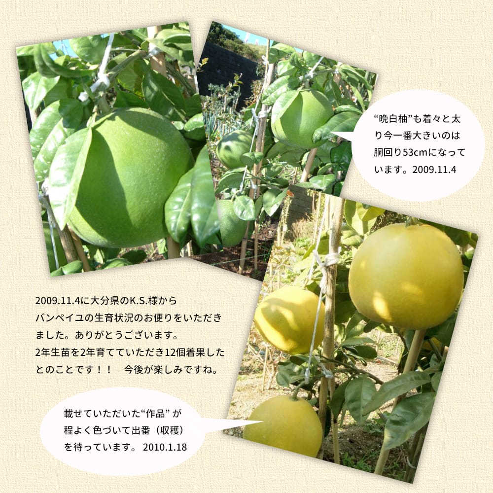 晩白柚 苗 ザボン 3年生接木大苗 産地で剪定済 1.0m苗 : 苗木部 花