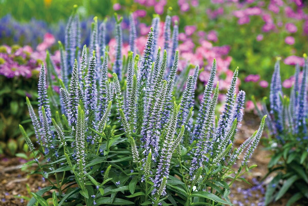 ベロニカ ウィザーディング エバーアフター 3.5号ポット苗（PW) : 苗木