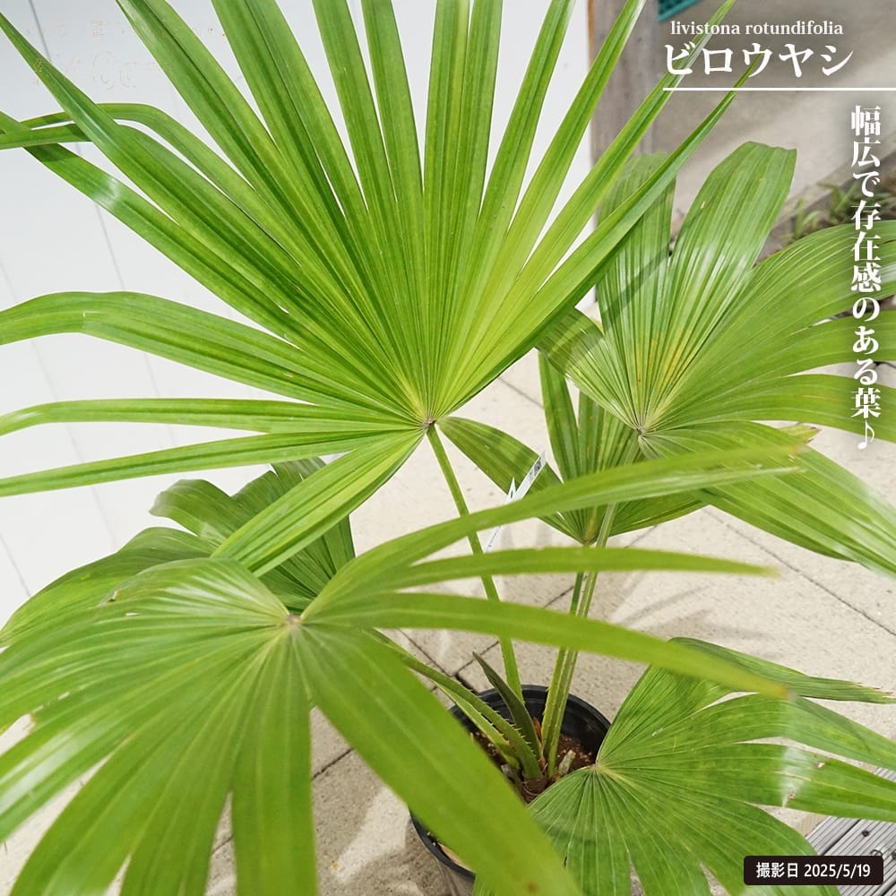 ヤシの木 ビロウヤシ 6号鉢植え : 苗木部 花ひろばオンライン