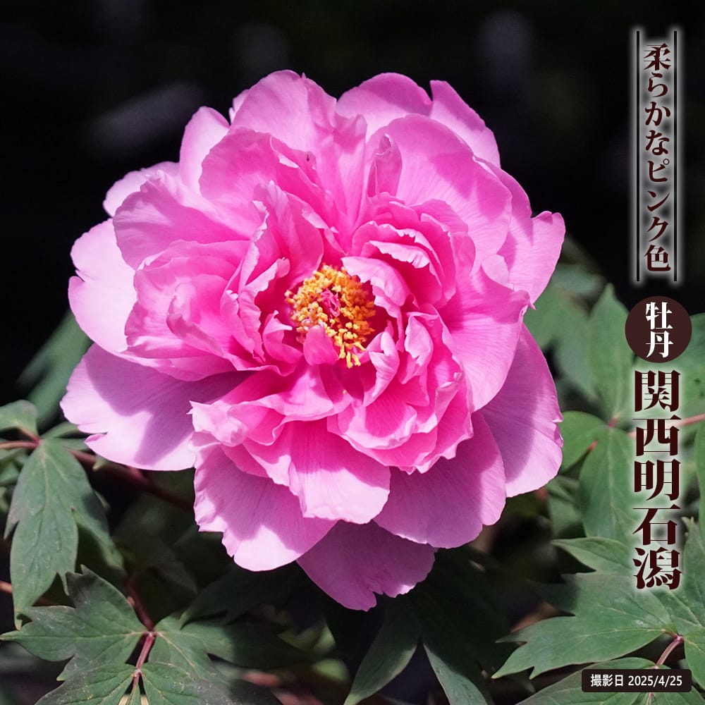 関西明石潟 （ピンク色） 牡丹 2年生 6号スリット鉢植え : 苗木部 花