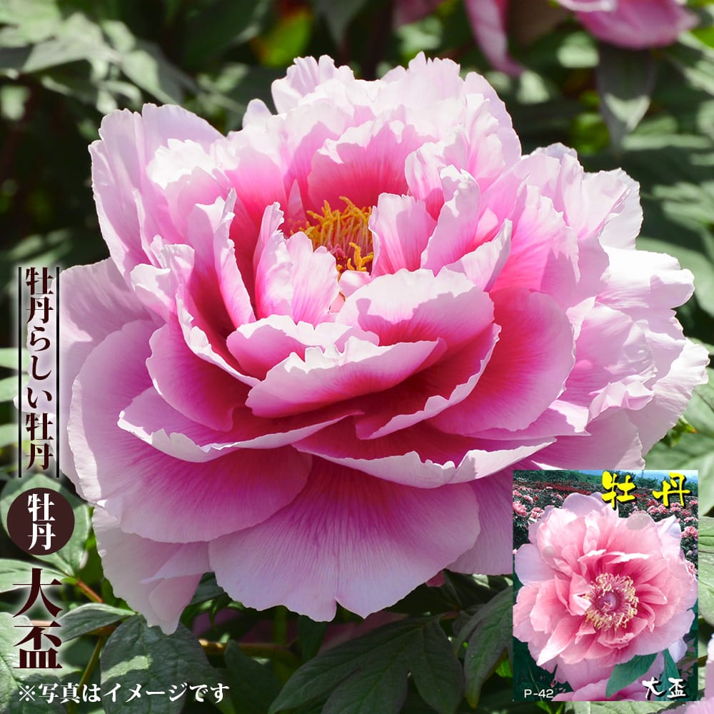 大盃 牡丹 2年生 6号スリット苗 : 苗木部 花ひろばオンライン - 通販