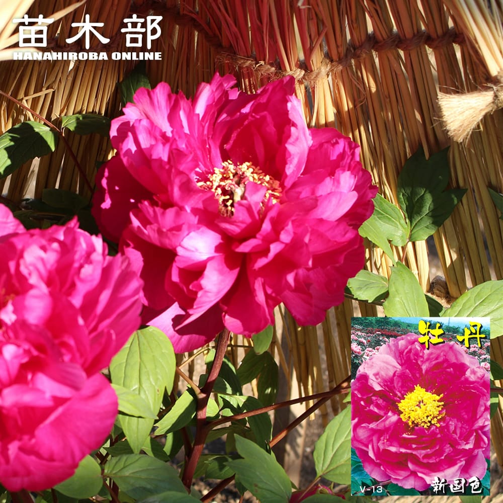 新国色 （シンコクショク） 牡丹 2年生 6号スリット鉢植え : 苗木部 花