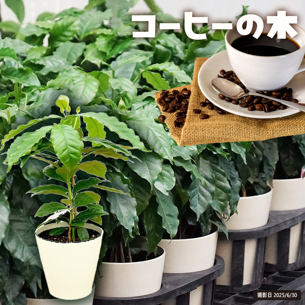 コーヒーの木 5号ポット苗 : 苗木部 花ひろばオンライン - 通販