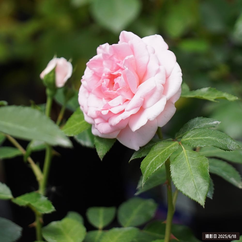 強香バラ苗 コンテスドゥセギュール 2年生大苗 : 苗木部 花ひろば