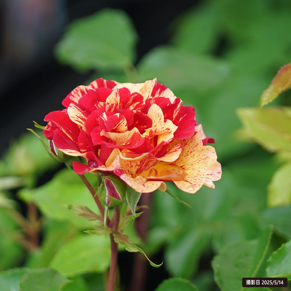 エドワード・グラフィケ　サイメアースと薔薇　2/195 200812000051.jpg