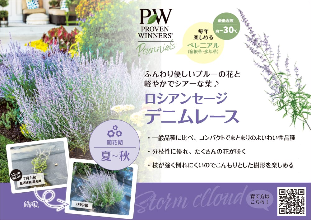 ロシアンセージ デニムレース 4号ポット苗（PW)（契約品種につき増殖