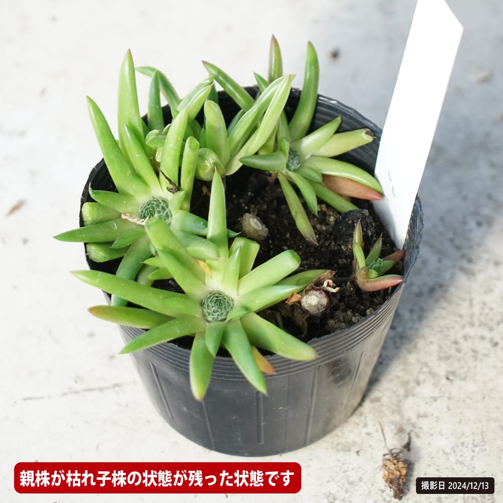 ツメレンゲ 多肉植物 観葉植物 3.5号ポット : 苗木部 花ひろば