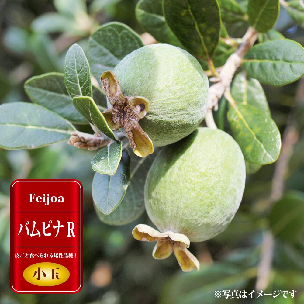 フェイジョア 苗 バムビナR 2年生 挿木苗 商標登録品種 : 苗木部 花