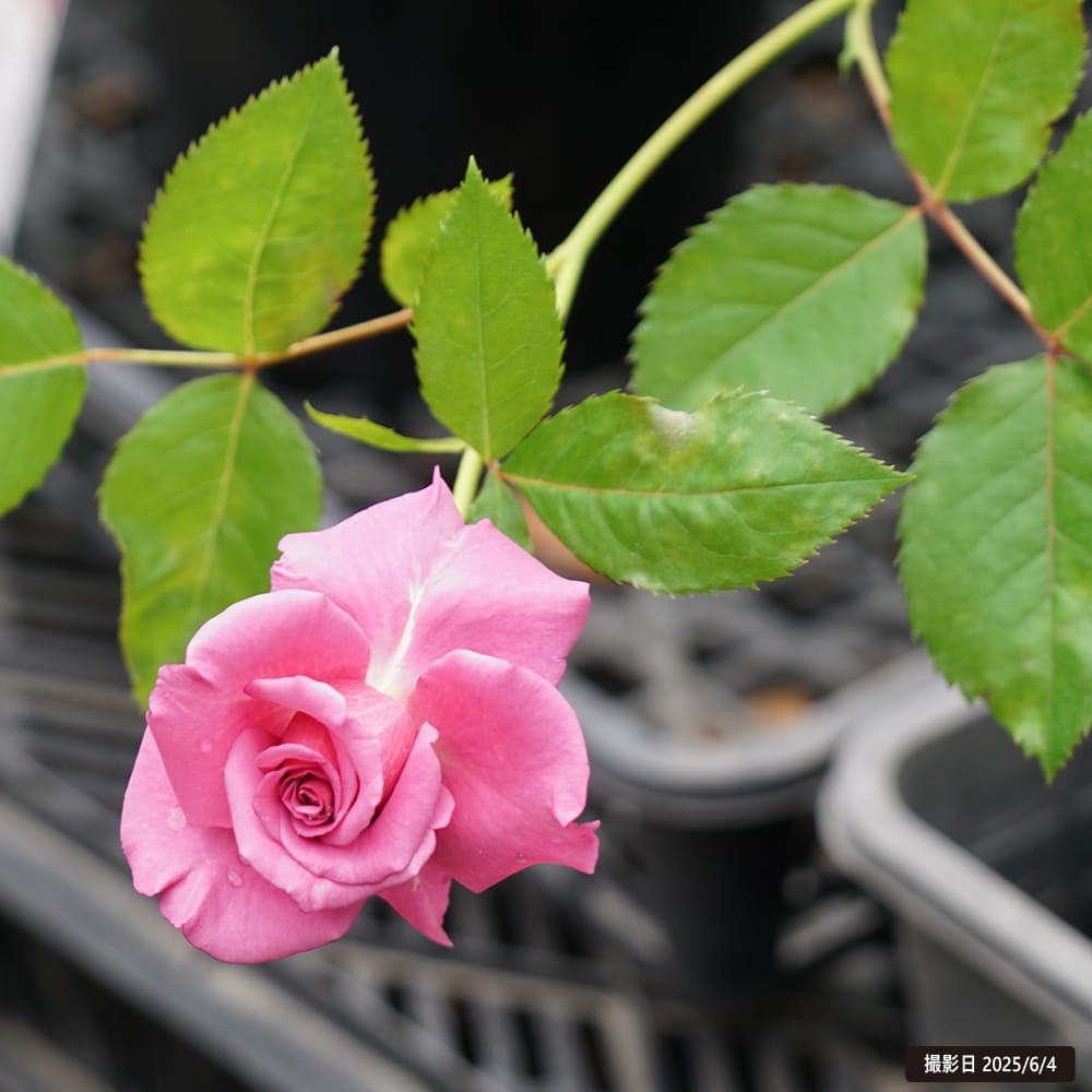 四季咲きバラ苗 ショッキングブルー 2年生大苗 : 苗木部 花ひろば