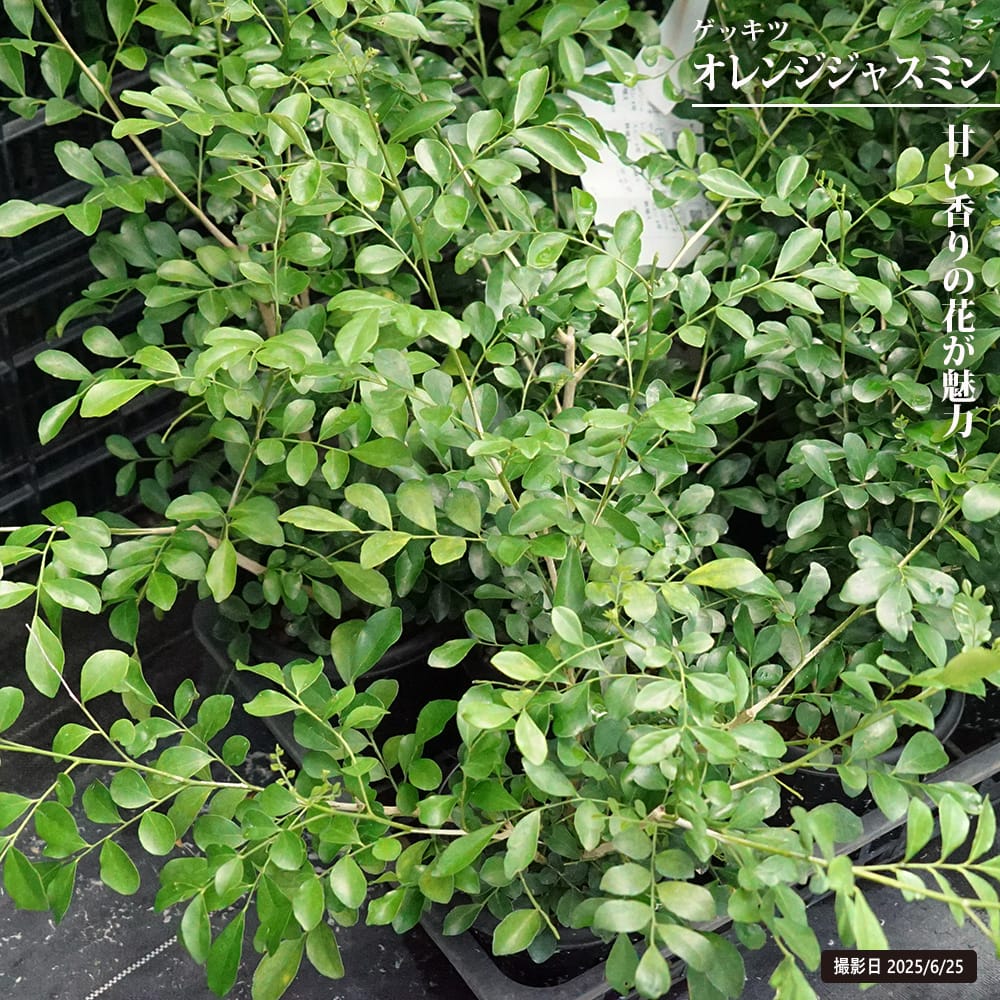 ゲッキツ オレンジジャスミン 5号鉢植え : 苗木部 花ひろばオンライン