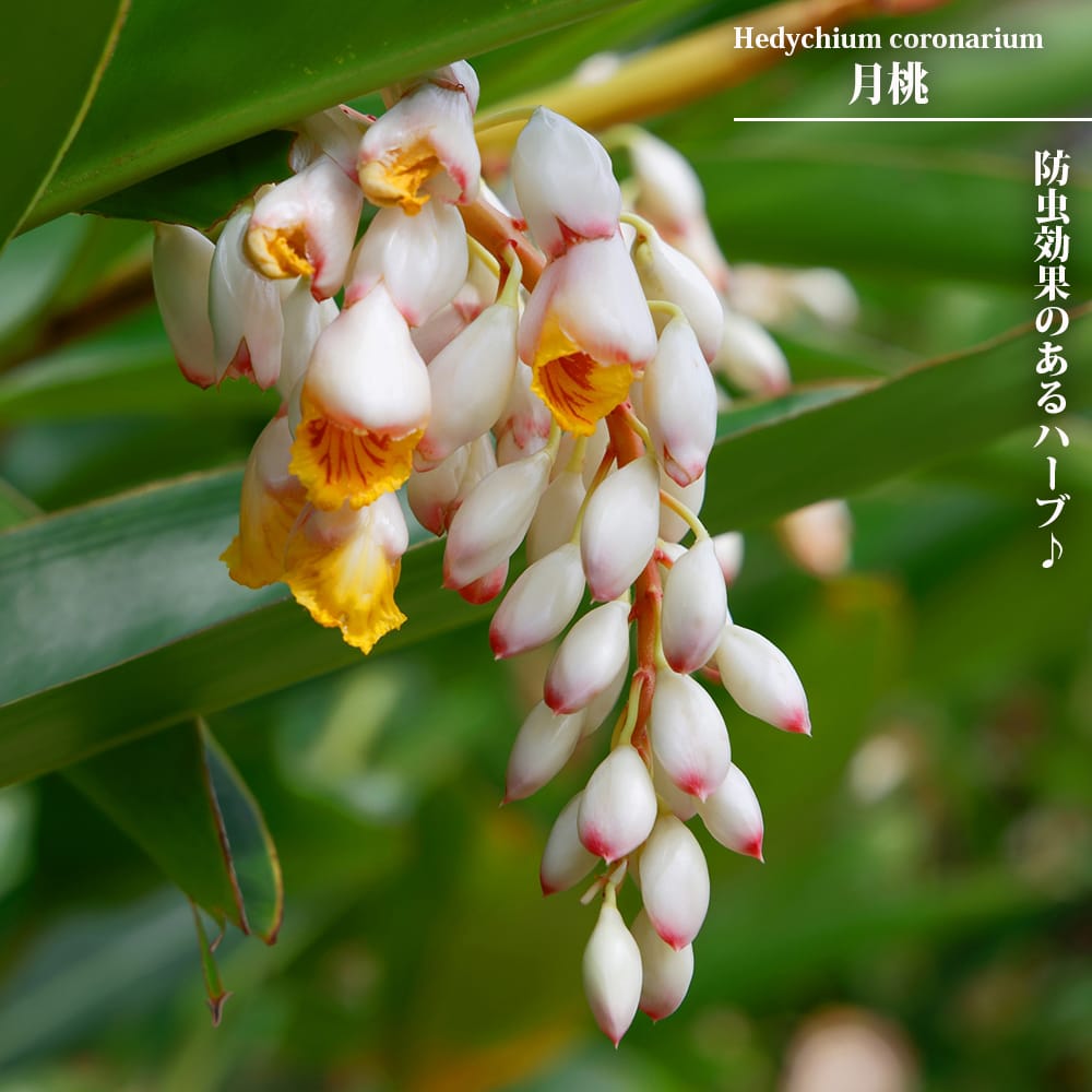 月桃 (ゲットウ・シェルジンジャー) ポット苗 サンニン 防虫効果