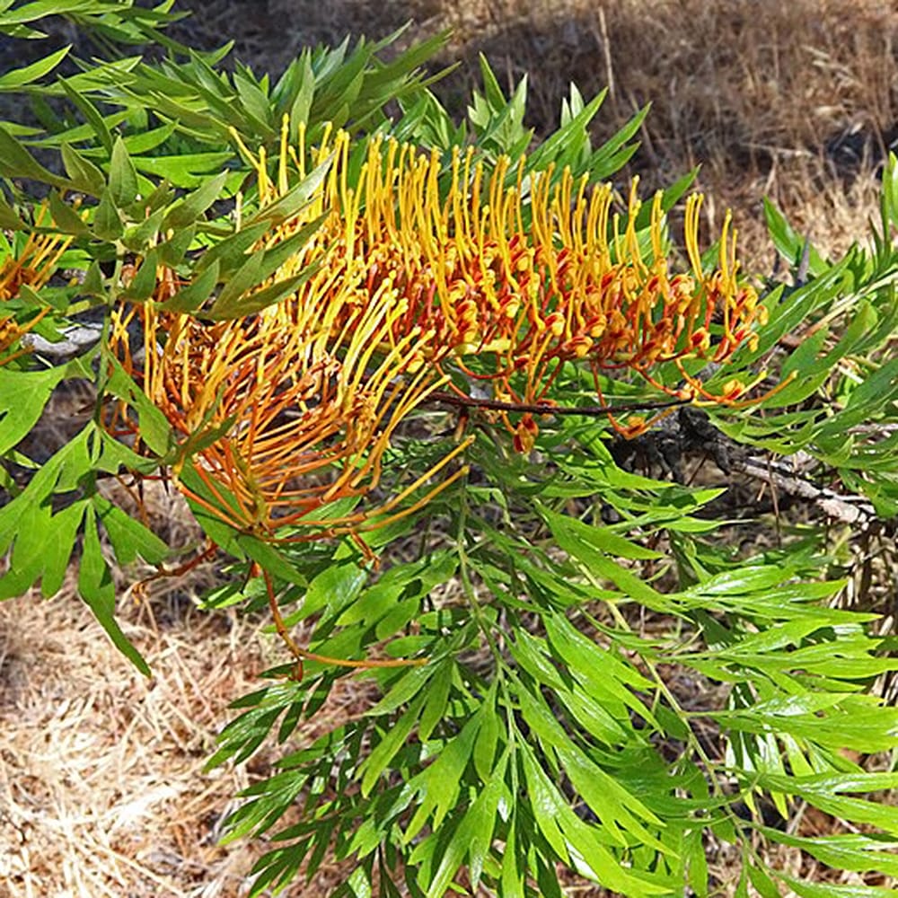 グレビレア ロブスタ 5号ポット苗 : 苗木部 花ひろばオンライン - 通販