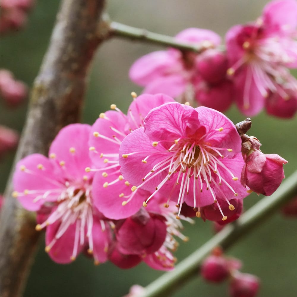 寒紅梅 花梅 1年生 接木苗 : 苗木部 花ひろばオンライン - 通販
