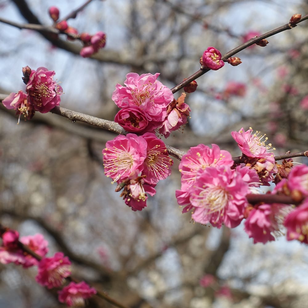 寒紅梅 花梅 1年生 接木苗 : 苗木部 花ひろばオンライン - 通販