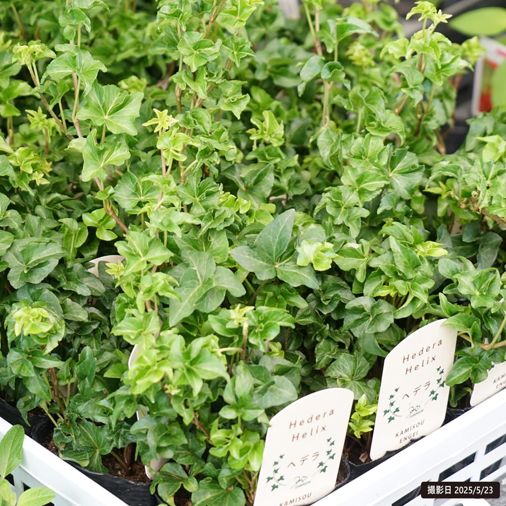 ヘデラ ヘリックス オスカル 3号ポット苗 : 苗木部 花ひろばオンライン