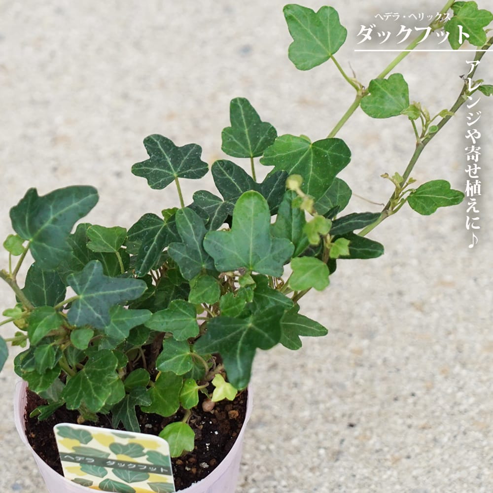 ヘデラ ヘリックス ダックフット 2.5号ポット苗 : 苗木部 花ひろば
