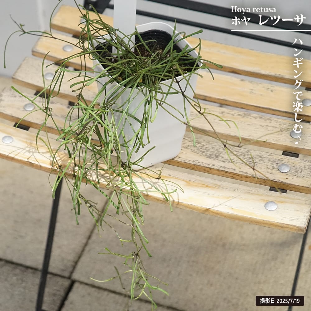 ホヤ レツーサ 4号ポット苗 爆買いweek : 苗木部 花ひろばオンライン
