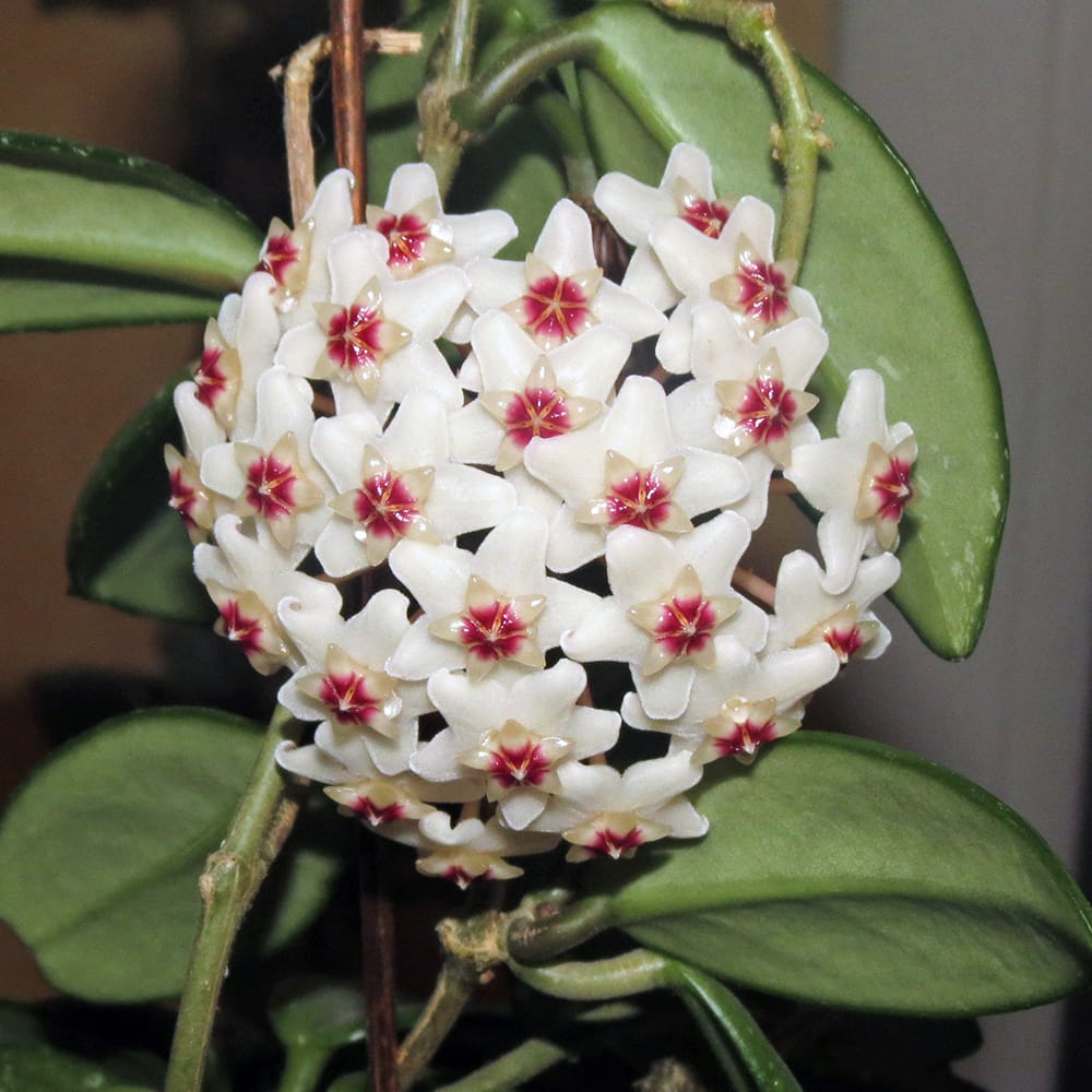 ホヤ カルノーサ 3.5号鉢植え 爆買いweek : 苗木部 花ひろばオンライン