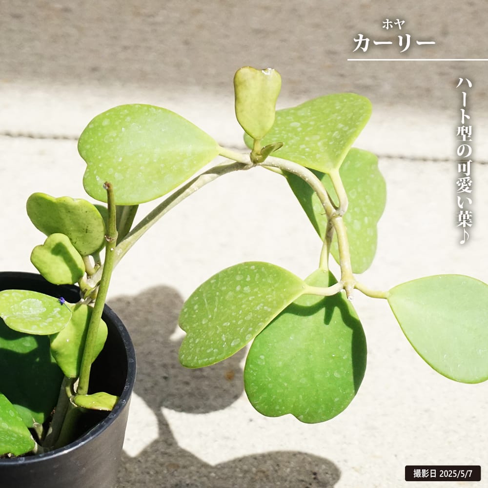 ホヤ カーリー 4号鉢植え : 苗木部 花ひろばオンライン - 通販