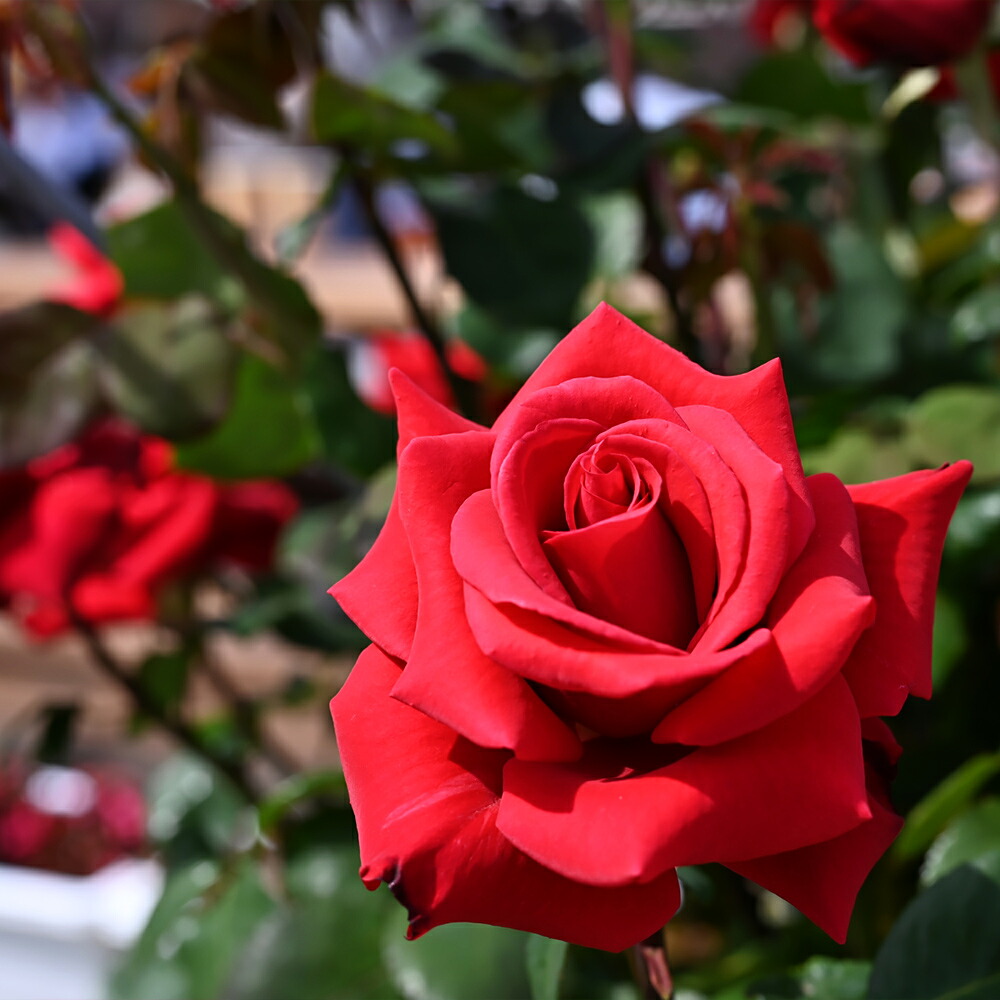 11154028_ht070_02.jpg