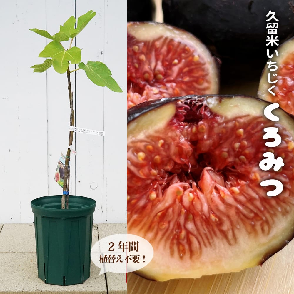 いちじく 久留米くろみつ 2年生 挿し木苗 7号ロングスリット 限定販売