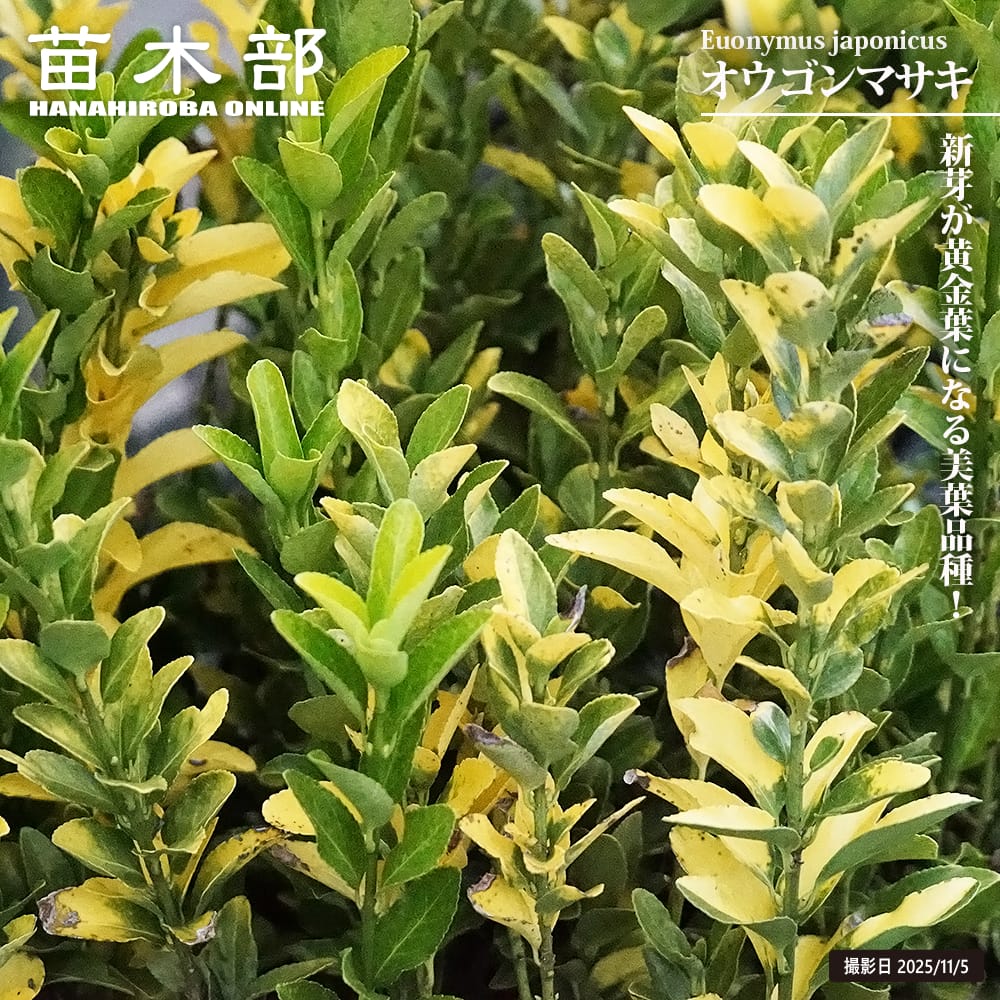 オウゴンマサキ 5号ポット苗 爆買いweek : 苗木部 花ひろばオンライン