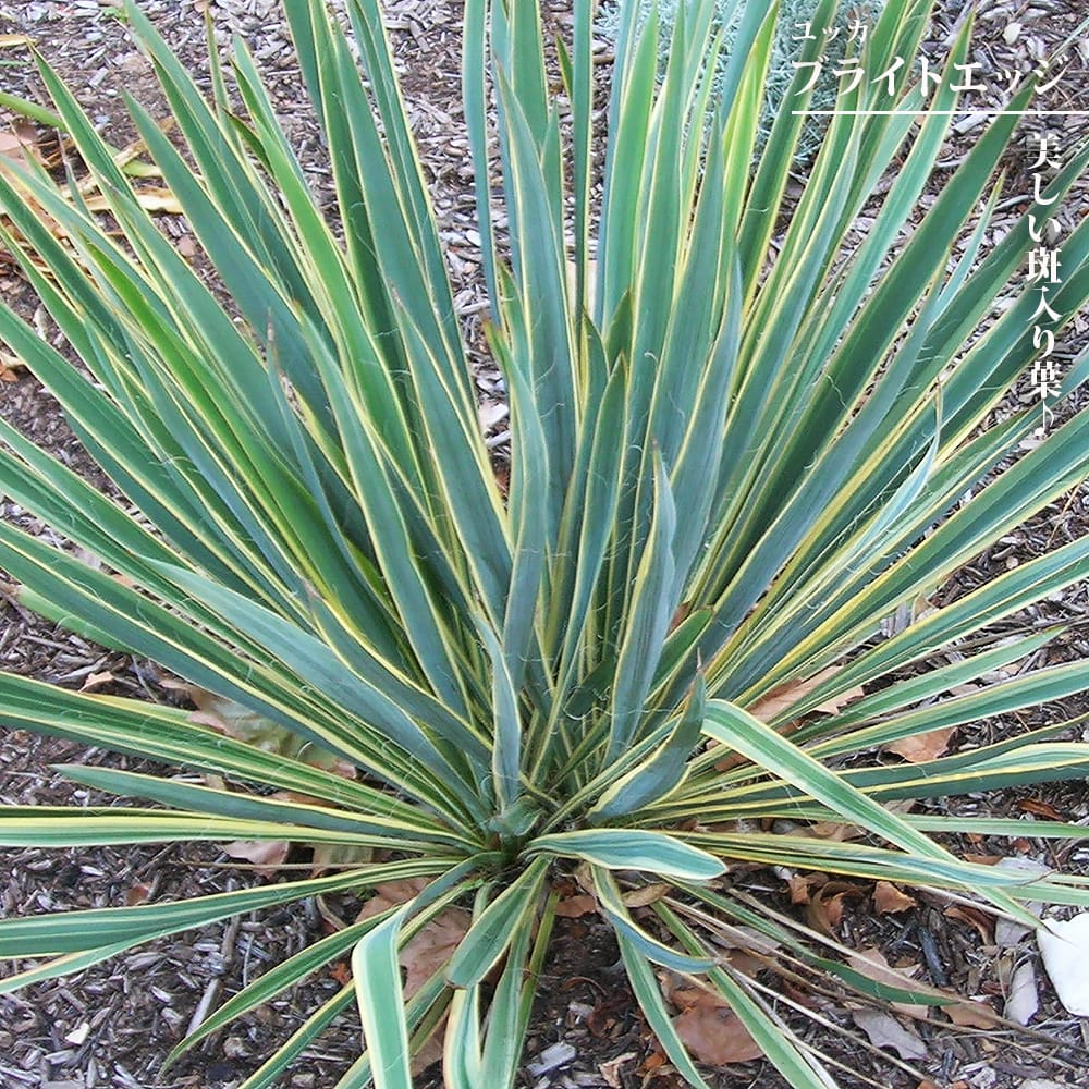 ユッカ 約2メートル 11154028_jt030-01.jpg