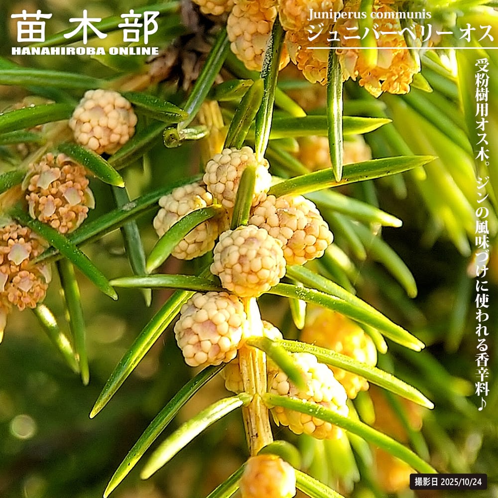 ジュニパーベリー オス 3号ポット苗 : 苗木部 花ひろばオンライン