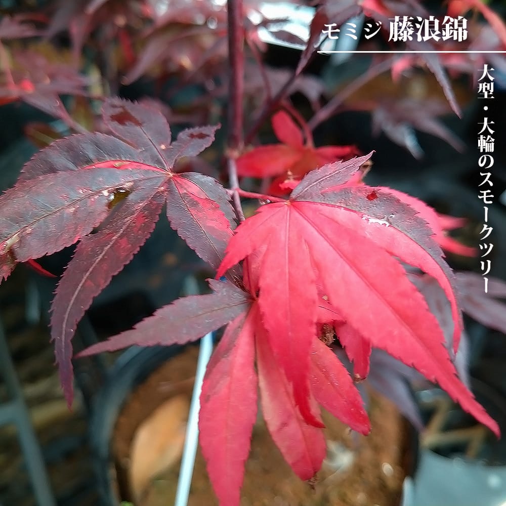 モミジ 藤浪錦 5号ロングポット : 苗木部 花ひろばオンライン - 通販