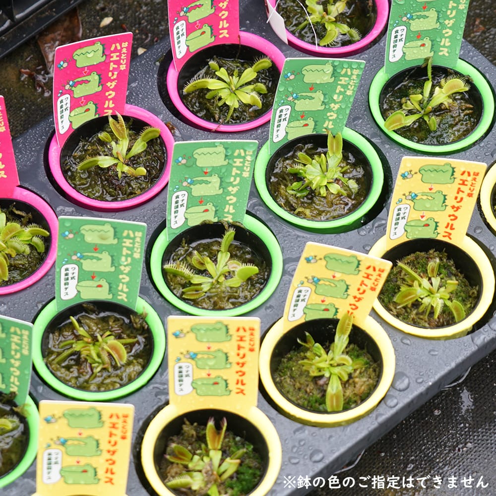 ハエトリソウ 'ダブルトラブル' 食虫植物 よくわかる【食虫植物