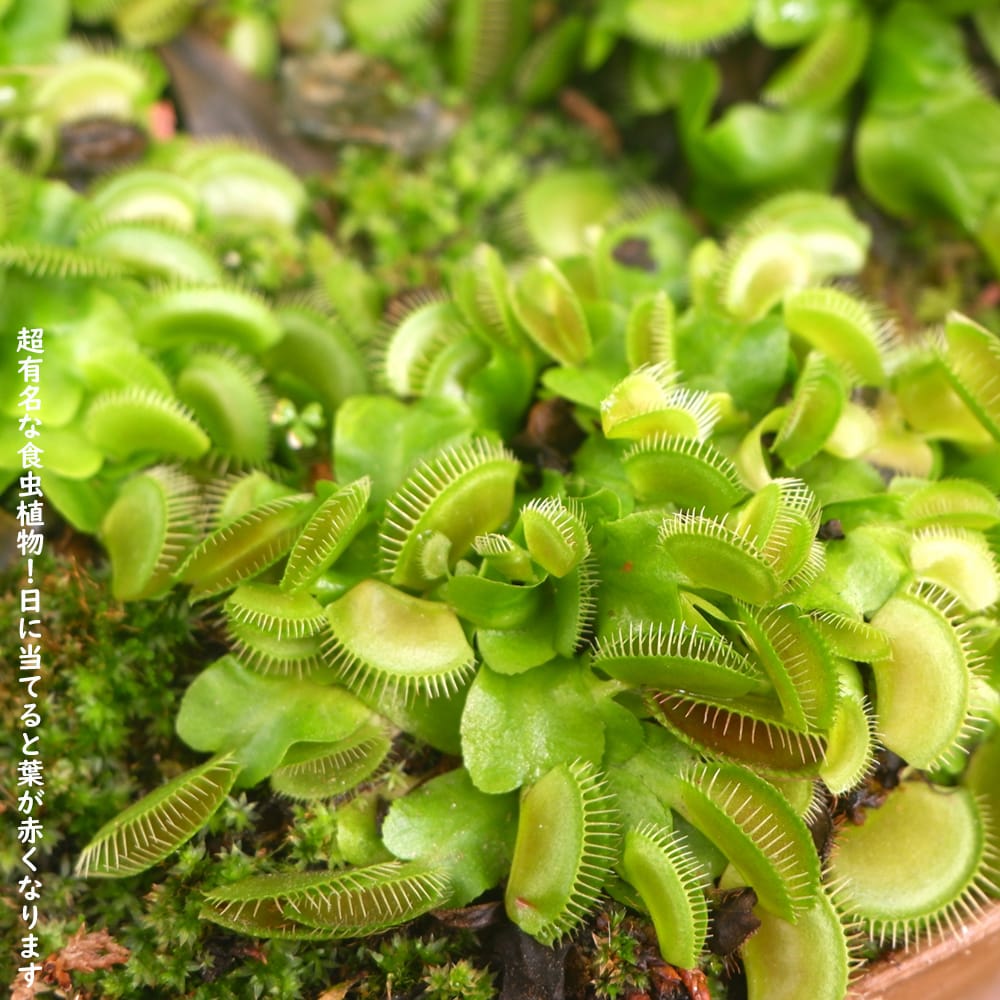 食虫植物 ディオネア ハエトリグサ ハエトリソウ 2.5号鉢植え : 苗木部