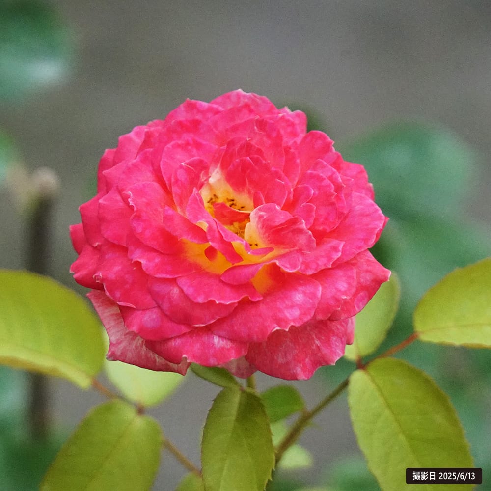 四季咲き強香バラ苗 花山吹 2年生大苗 : 苗木部 花ひろば