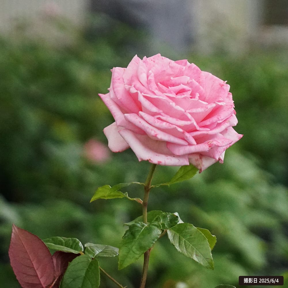 四季咲きバラ苗 ウェディングベルズ 2年生大苗 : 苗木部 花ひろば