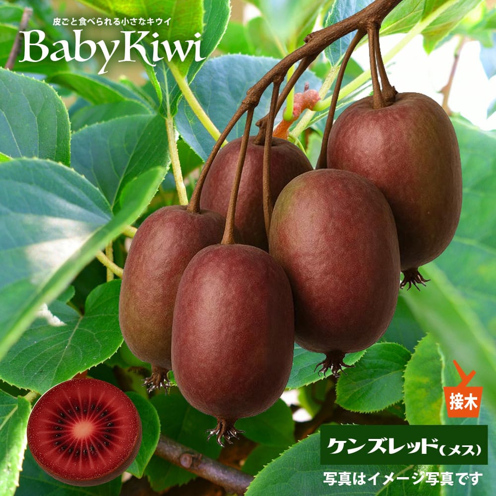 ケンズレッド （メス） ベビーキウイ 接木 1年生 4.5号ポット苗 予約