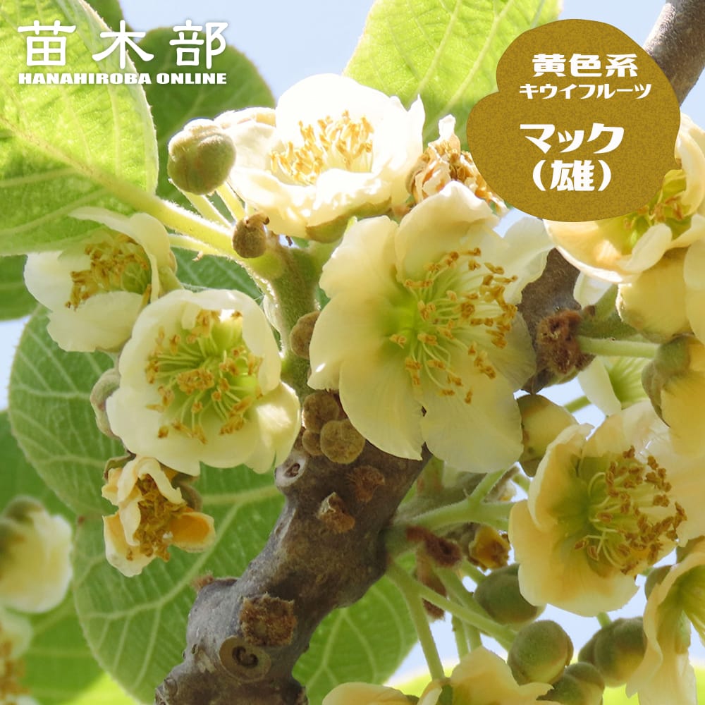 キウイ 苗 マック 赤系・黄色系の受粉樹用オス 1年生接木苗 予約販売12