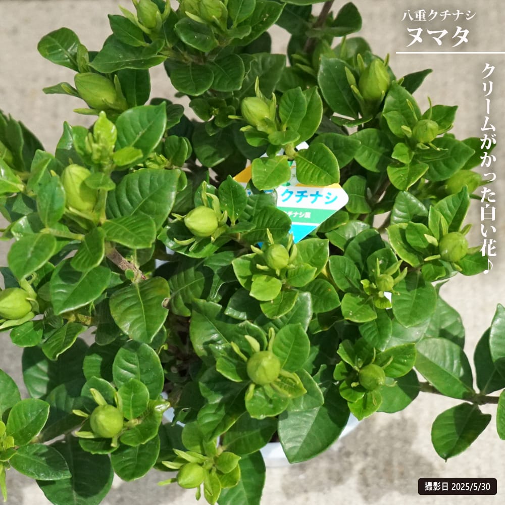 クチナシ 八重クチナシ ヌマタ 4.5号鉢植え : 苗木部 花ひろば