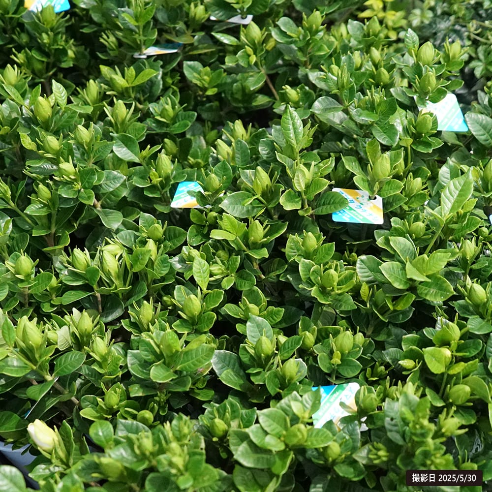 クチナシ 八重クチナシ ヌマタ 4.5号鉢植え : 苗木部 花ひろば