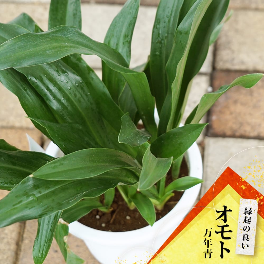万年青（オモト）そのまま飾れる鉢植え 爆買いweek : 苗木部 花ひろば