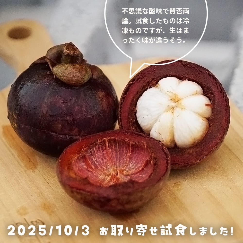 マンゴスチン 果物の女王 10年生接木大苗 10号鉢植え 大型宅配便・特大