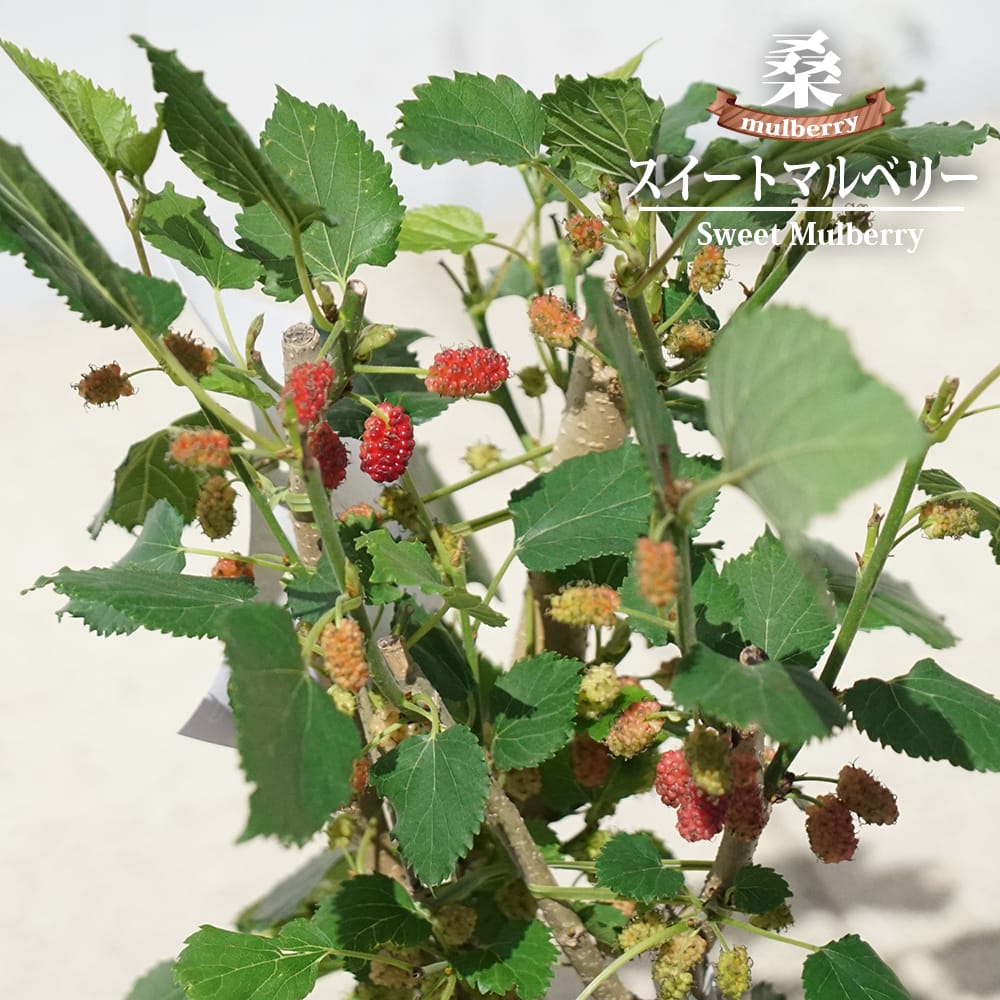 マルベリー スイートマルベリー 5号ポット苗 : 苗木部 花ひろば