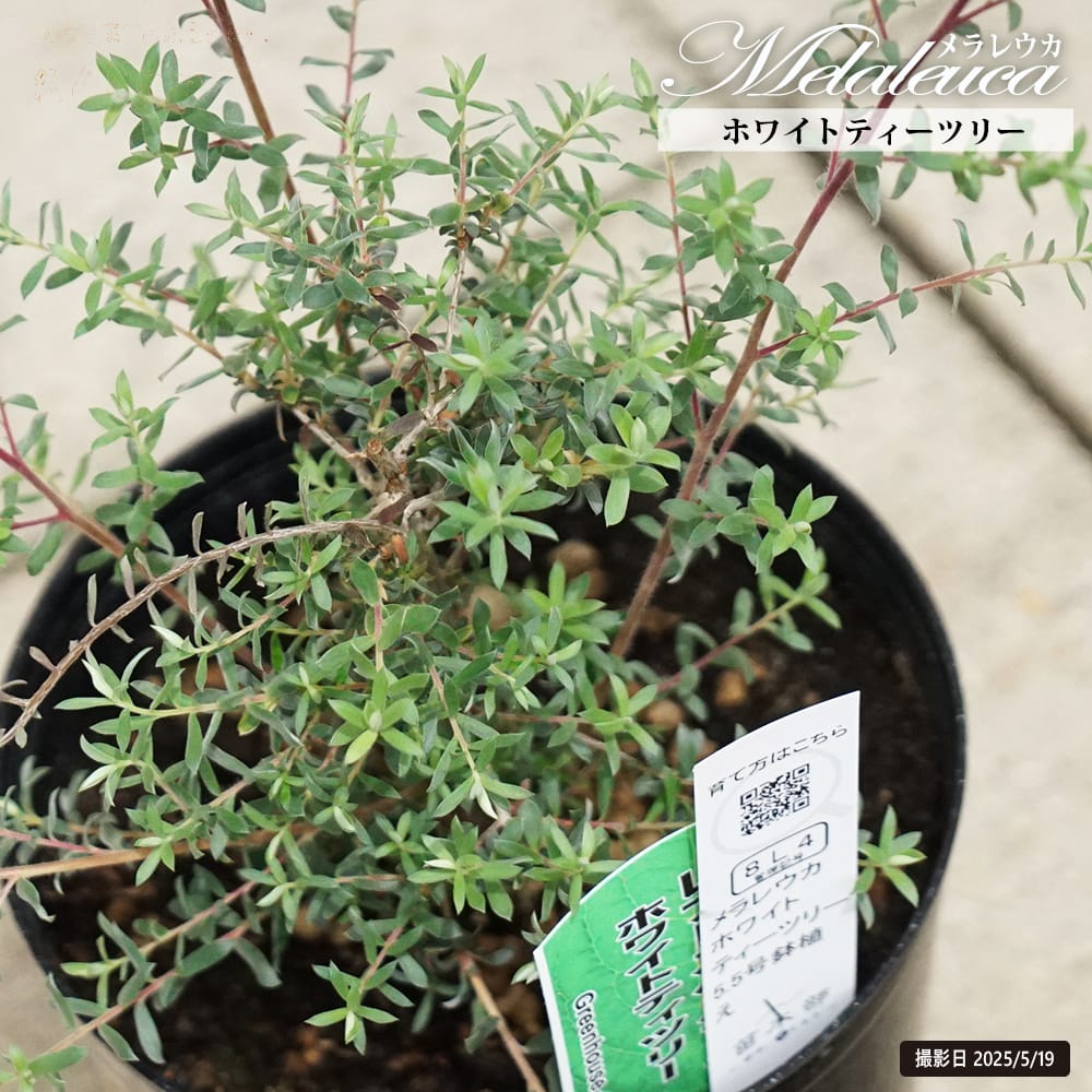 ホワイトティーツリー レプトスペルマム 5.5号鉢植え 爆買いweek