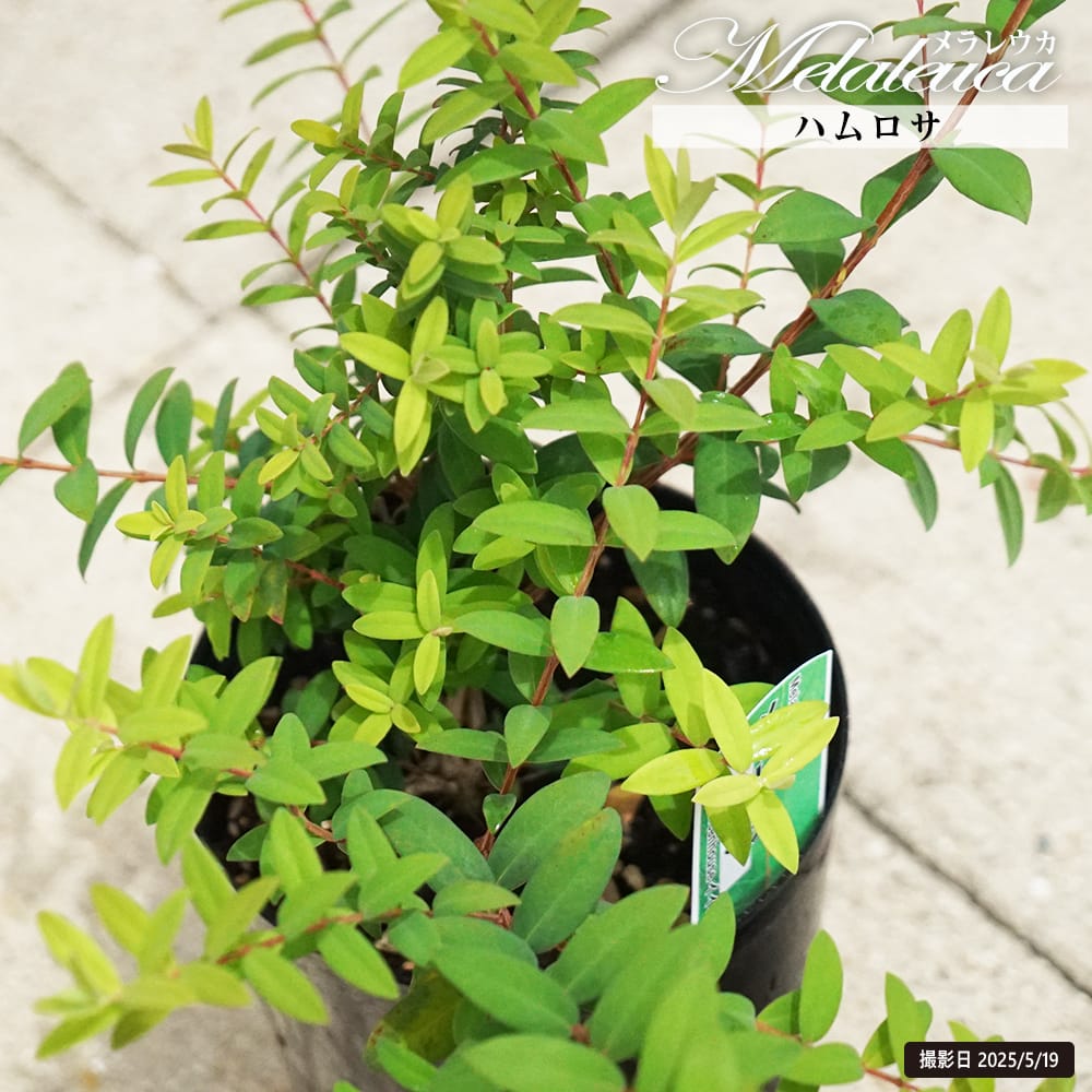 ハムロサ メラレウカ 5.5号鉢植え 爆買いweek : 苗木部 花ひろば
