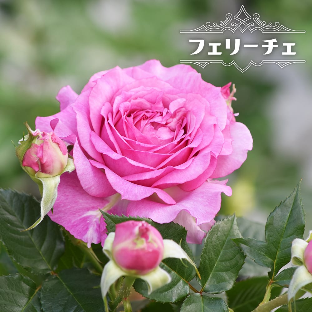 四季咲きバラ フェリーチェ 2年生接木苗 爆買いweek : 苗木部 花ひろば