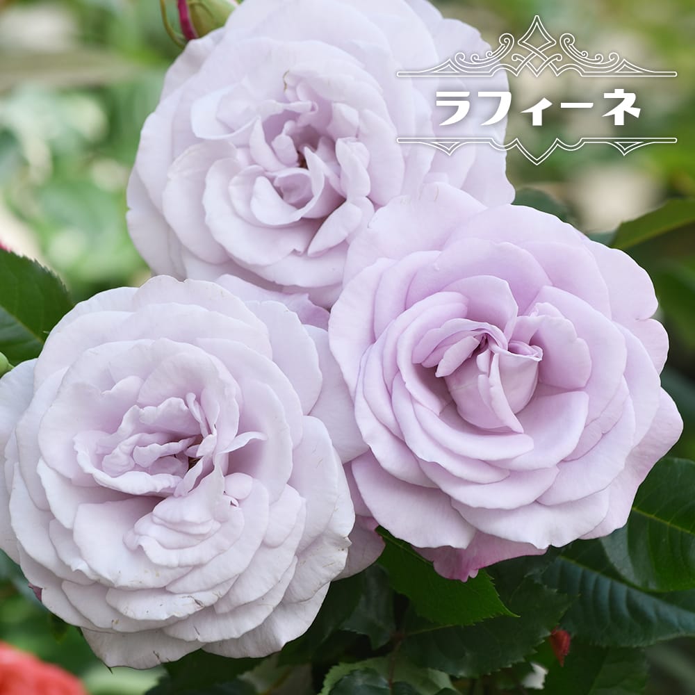 四季咲きバラ ラフィーネ 2年生接木苗 : 苗木部 花ひろばオンライン