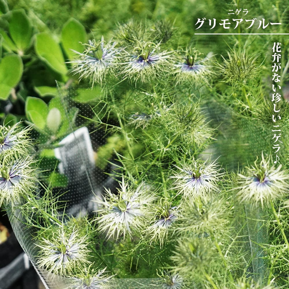 ニゲラ グリモアブルー 5号鉢植え : 苗木部 花ひろばオンライン - 通販