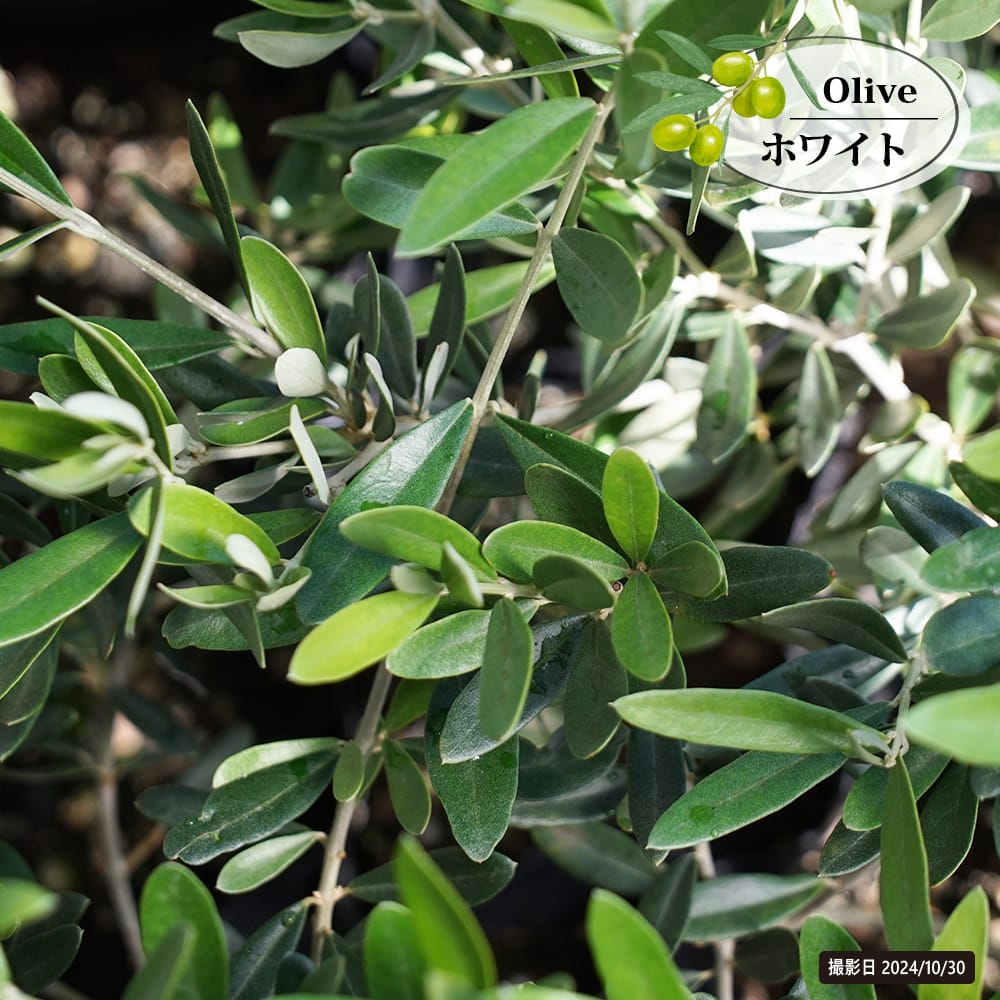 ホワイト オリーブの木 2年生 5号ポット苗 挿し木 : 苗木部 花ひろば