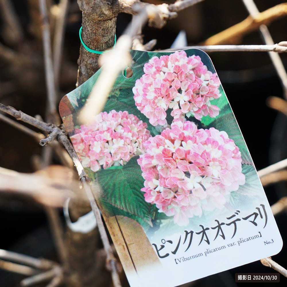 ピンク大手毬（オオデマリ） ポット苗 : 苗木部 花ひろば