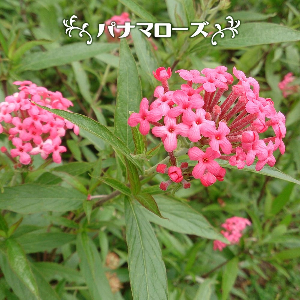 パナマローズ 4.5号ポット苗 : 苗木部 花ひろばオンライン - 通販
